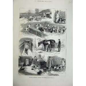  1880 Royal Buckhounds Kennels Ascot Dogs Horses Hounds 