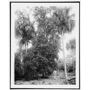  Tropical trees at Rockledge,Fla.