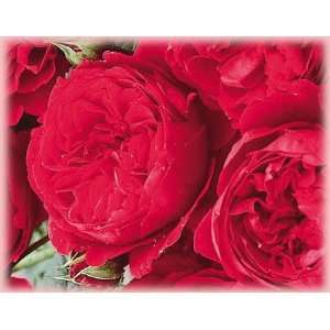  L.D. Braithwaite (Rosa English Rose)   Bare Root Rose 