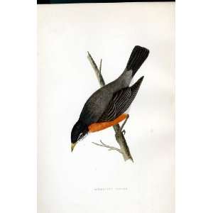  Migratory Thrush Bree H/C 1875 Old Prints Birds Europe 