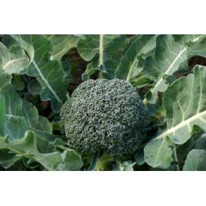 SeedsDirects Blue Wind Broccoli Seeds 20 Pack   Brassica 