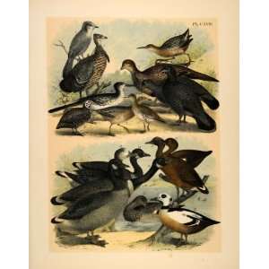  1881 Chromolithograph Bird Goose Duck Roadrunner Grouse 