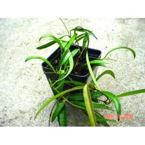  String Bean Dischidia Plant Patio, Lawn & Garden