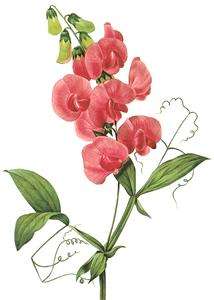 Redoute Flowers Sweet Peas and Rose Counted Cross Stitch Chart Free 