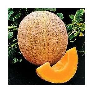  Cantaloupe Hales Best Jumbo Melon Great Heirloom Vegetable 