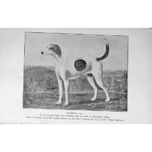  1910 Hound Dog Tapster Old Charlton Hunt Earl March