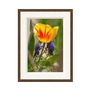 Tulip And Grape Hyacinth Winchester Massachusetts Framed 