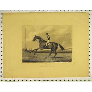   Antique Print Race Horse Poison Winner Oaks Course