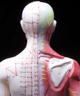 Male Acupuncture and Muscle Model Anatomical Model 24 Tall NEW 