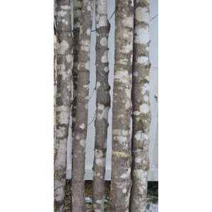 Hard Maple Poles/Furniture Logs 2.5 to 4 x 485 Poles/Logs  