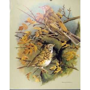  Mistle Thrush Song Bird Color Old Print Fine Art C1965 