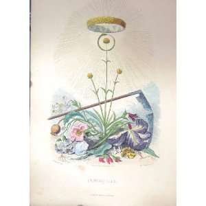  1851 Colour Plate Plant Flower Immortelle Morris