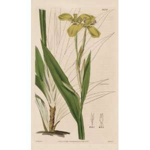   Antique Print of the Humble Marica; Yellow Variety