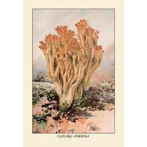  Paper poster printed on 12 x 18 stock. Clavaria Formosa 