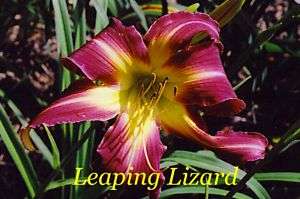 CC Daylily, LEAPING LIZARD (E. Shooter) Fragrant  
