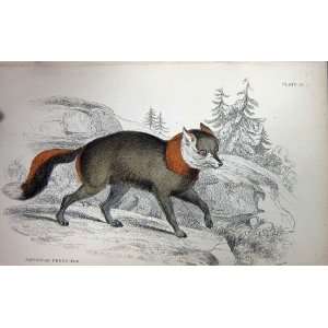  JARDINE c1839 AMERICAN CROSS FOX WILD ANIMAL COLOUR