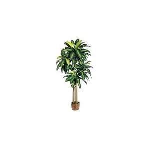  6 Medium Dracaena Plant