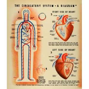  1937 Print Circulatory System Diagram Heart Arteries 