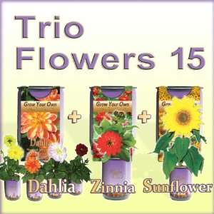  Magic Flowers Growing kit   All In One Pack Dahlia 