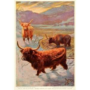 1925 Print West Highlanders Mountains Breed Scottish Cattle Bull Kyloe 