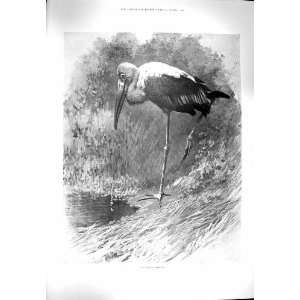  1900 INDIAN TANTALUS BIRD NATURE ORNITHOLOGY PRINT