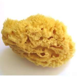  Natural Wool Sea Sponge   Luxurious, Traditional & most 