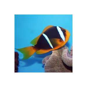   chrysopterus Orange finned Clownfish   Large