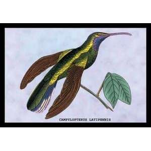  Vintage Art Hummingbird Campylopterus Latipennis   15256 