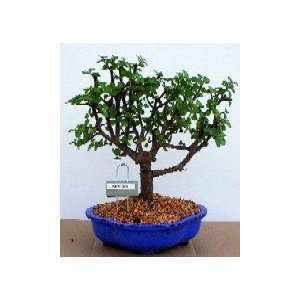 2CHIXGIFTS DWARF BABY JADE MED Grocery & Gourmet Food