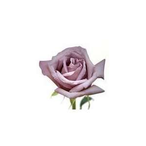  200 Premium Long Stem Roses Lavender Patio, Lawn & Garden