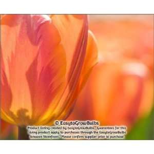   Color Splash Peach   25 large bulbs   12+ cm Patio, Lawn & Garden