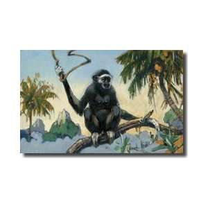  The Whitehanded Gibbon Travels In Large Bands Giclee Print 