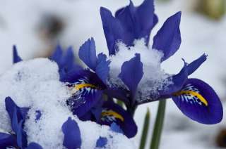 12~WILD BLUE IRIS~FLOWER BULBS DWARF PERENNIAL PLANTS, FEBRUARY MARCH 