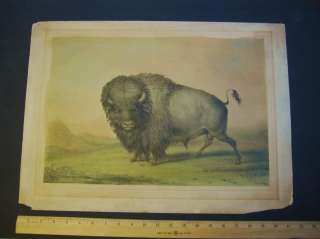   Orig. George Catlin Buffalo Lithograph Print 1844 1st Portfolio  