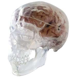   Part Transparent Classic Human Skull Model, 7.9 x 5.3 x 6.1