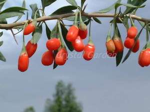50 RARE GOJI BERRIES Lycium chinense Wolfberry SEEDS  