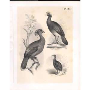  Curassow Guan Tataupa Science Of Birds 1878 Jasper