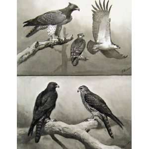   Hawks & Falcons Martial Eagle Indian Black Eagle