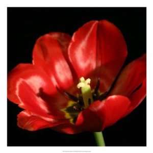  Shimmering Tulips IV by Renee Stramel 22x22 Health 