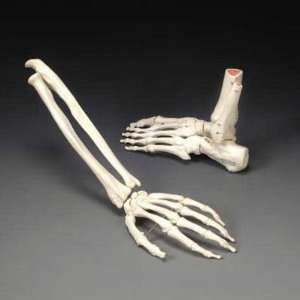  Life Size Skeletal Extremity   Rigid Hand Model 