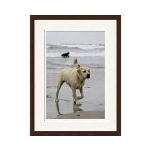  Labrador Puppy At Dog Beach In California Framed Giclee 