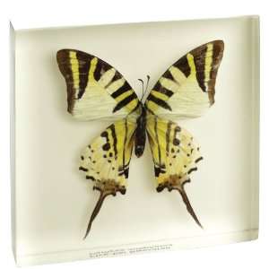   bar Swordtail Butterfly Paperweight   Pathysa antiphates Toys & Games