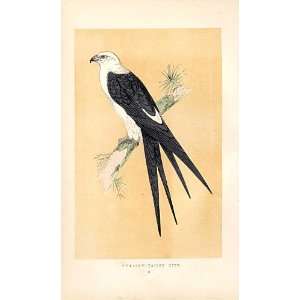  Swallow Tailed Kite British Birds 1St Ed Morris 1851