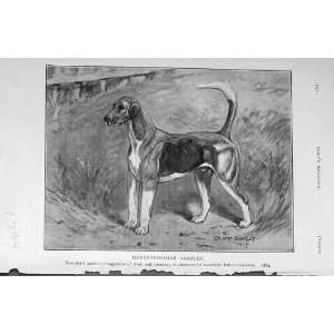  1907 Antique Print Hertfordshire Sampler Hound Dog