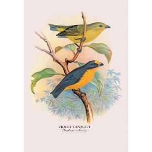  Exclusive By Buyenlarge Violet Tanager 24x36 Giclee