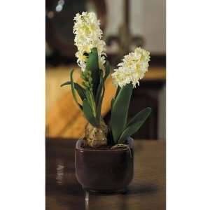   CALA 4270053 Hyacinth Silk Arrangement With Glazed Pot