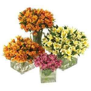 Send Fresh Cut Flowers   50 Peruvian Lilies  Grocery 