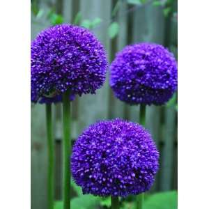  Allium Ambassador® Flower Bulb   1 Bulb Patio, Lawn & Garden