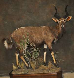 Nyala Lifesize Antelope Africa Taxidermy 28.25 X 27.5 Horns Big 