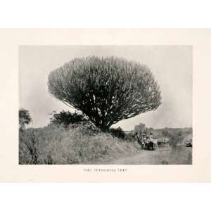 1899 Halftone Print Euphorbia Tree African Expedition Subtropical Pack 